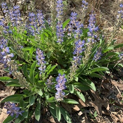 Lupinus diffusus
