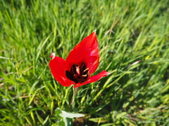 Tulipa agenensis