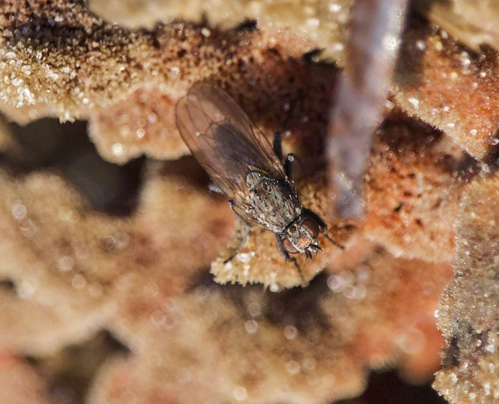 Seaweed Flies from Fox Hill - Grandview, Hampton, VA, USA on November 4 ...