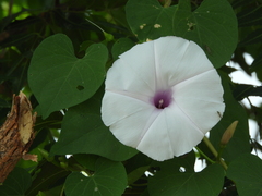 Morning Glory (Ipomoea pedicellaris)