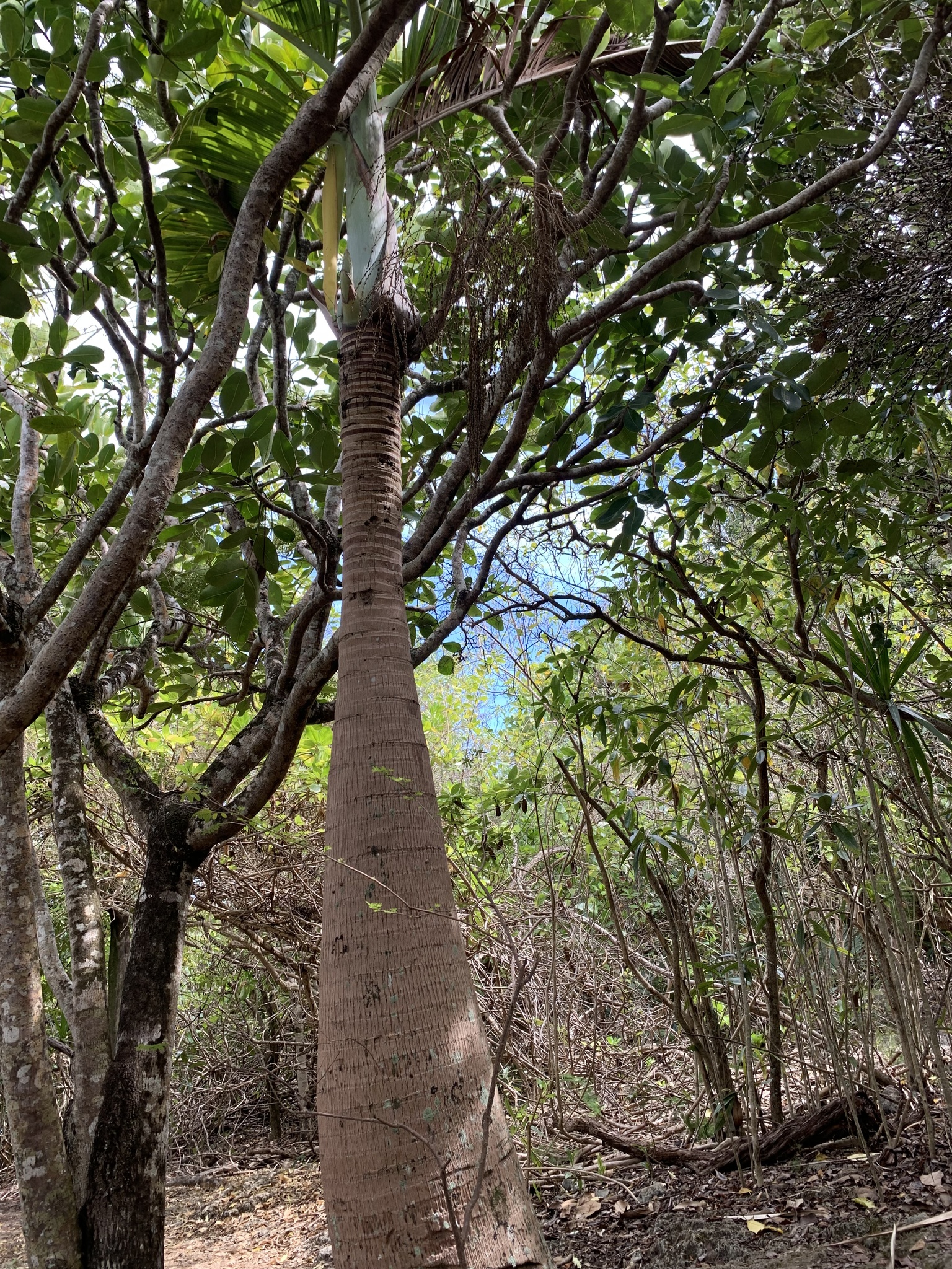 Imagem de Palmeira-garrafa