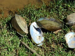 Anodontites trapesialis