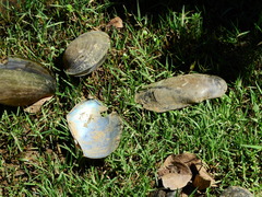 Anodontites trapesialis