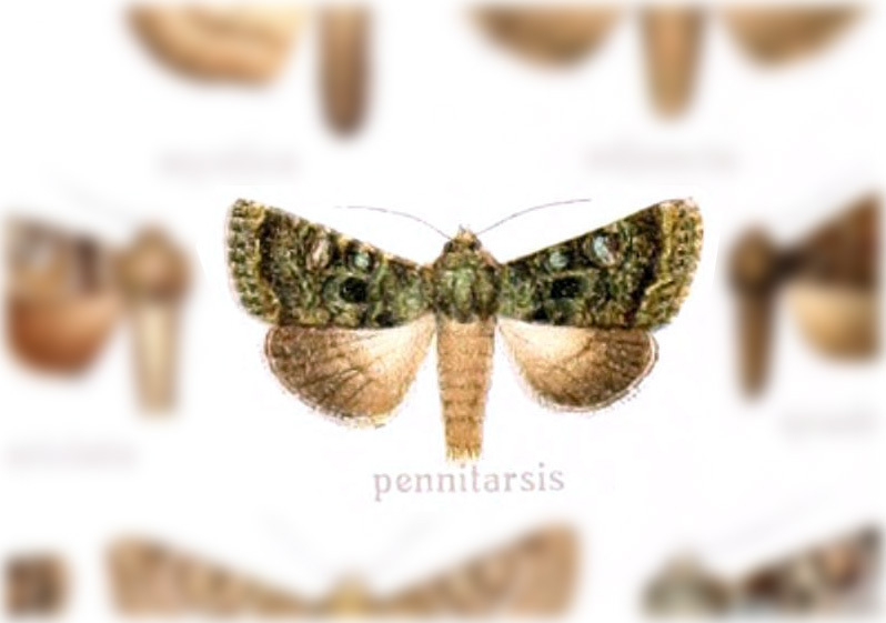 Polia pennitarsis