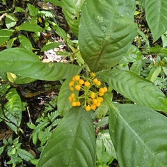 Palicourea racemosa image