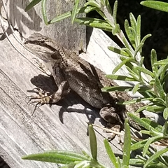 Sceloporus occidentalis