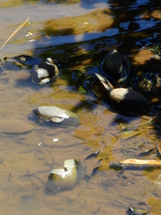 Anodontites trapesialis