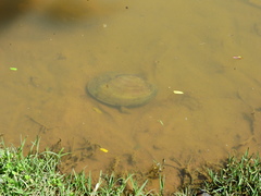 Anodontites trapesialis