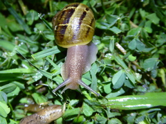 Cornu aspersum