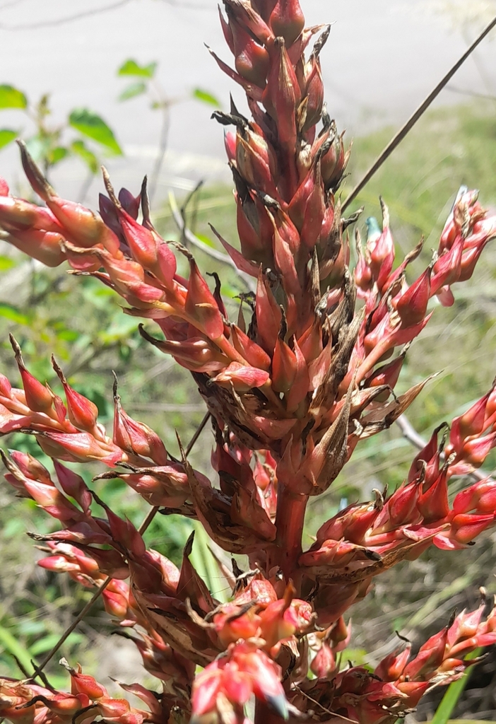 Puya lilloi