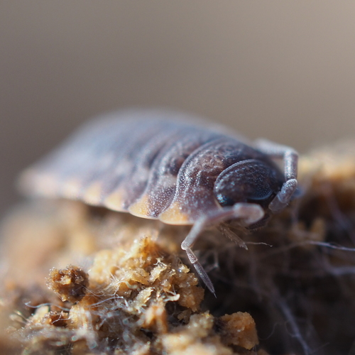 Ratzeburg's Woodlouse, photo 5 of 10