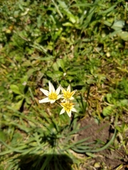 Nothoscordum bonariense