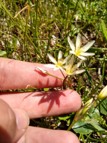 Nothoscordum bonariense, photograph 1