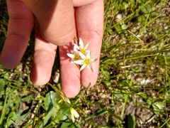 Ezequiel Racker, CC BY, iNaturalist via GBIF Nothoscordum bonariense, photograph Ezequiel Racker, CC BY, iNaturalist via GBIF