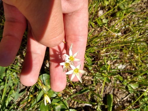 Nothoscordum bonariense, photograph 3