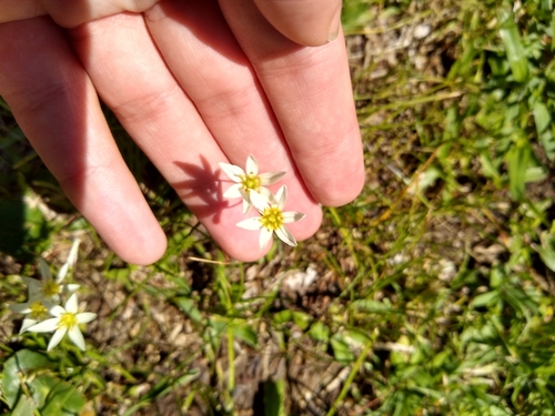 Nothoscordum bonariense, photograph 4