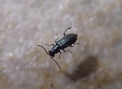 Charopus docilis