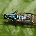 Raphiocera armata - Photo (c) Lucas Rubio, some rights reserved (CC BY), uploaded by Lucas Rubio