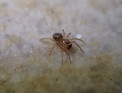 Minicia marginella