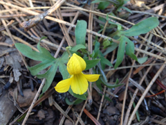 Viola lobata
