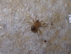 Minicia marginella