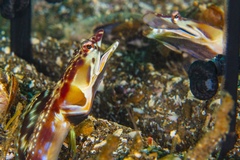 Chaenopsis alepidota