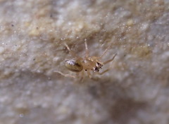 Minicia marginella