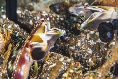 Chaenopsis alepidota