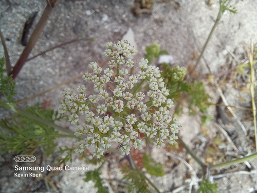 Image of Dasispermum grandicarpum by (c) kevin koen, some rights reserved (CC BY-SA)