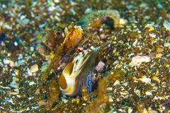 Chaenopsis alepidota