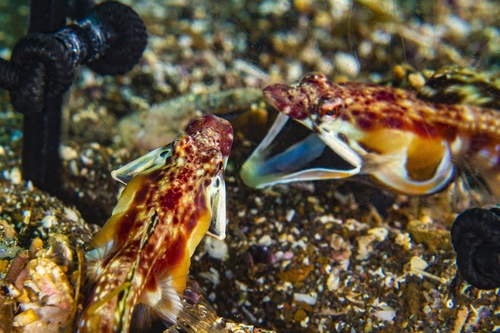 Orangethroat Pikeblenny