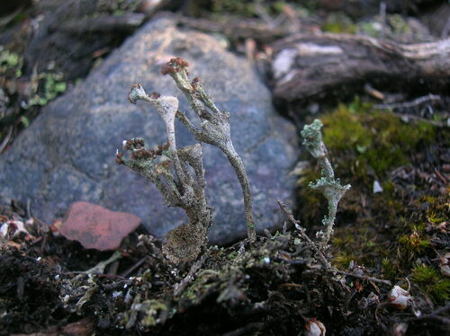 Cladonia dimorpha