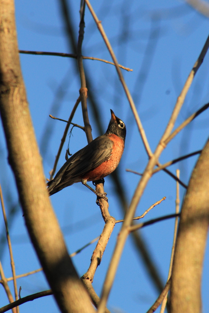 American Robin from Theodore Roosevelt Island, Washington, DC, USA on ...