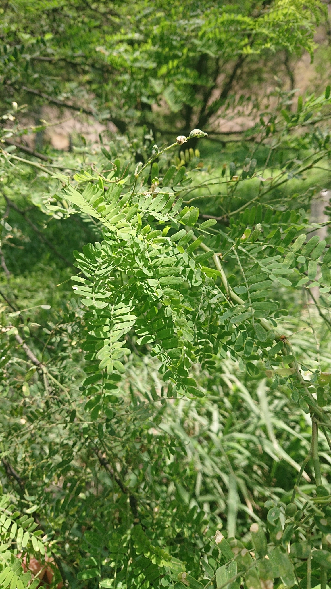 Albizia multiflora image