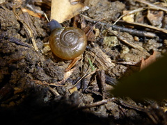 Oxychilus draparnaudi