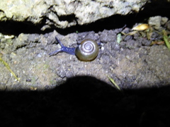 Oxychilus draparnaudi