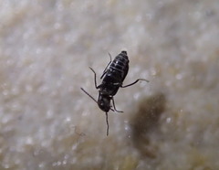 Charopus docilis