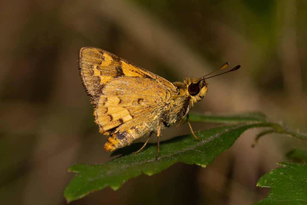 Dark Orange Dart