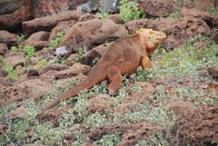 Common Land Iguana photo 1