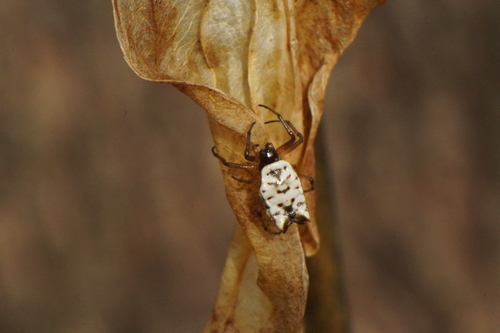 White Micrathena