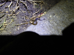 Oxychilus draparnaudi