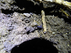 Oxychilus draparnaudi