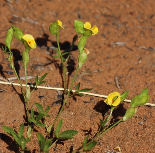 Image of Zornia capensis by (c) Tony Rebelo, some rights reserved (CC BY-SA)