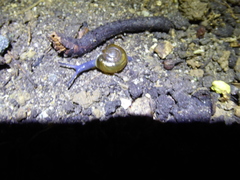 Oxychilus draparnaudi