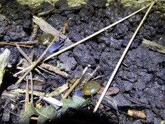 Oxychilus draparnaudi