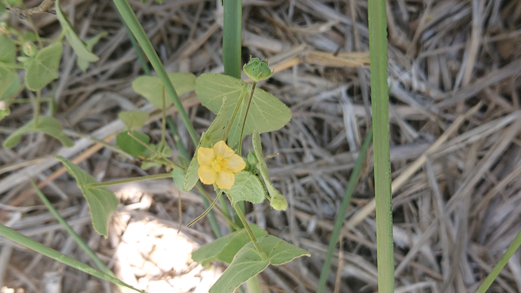 Abutilon viscosum image