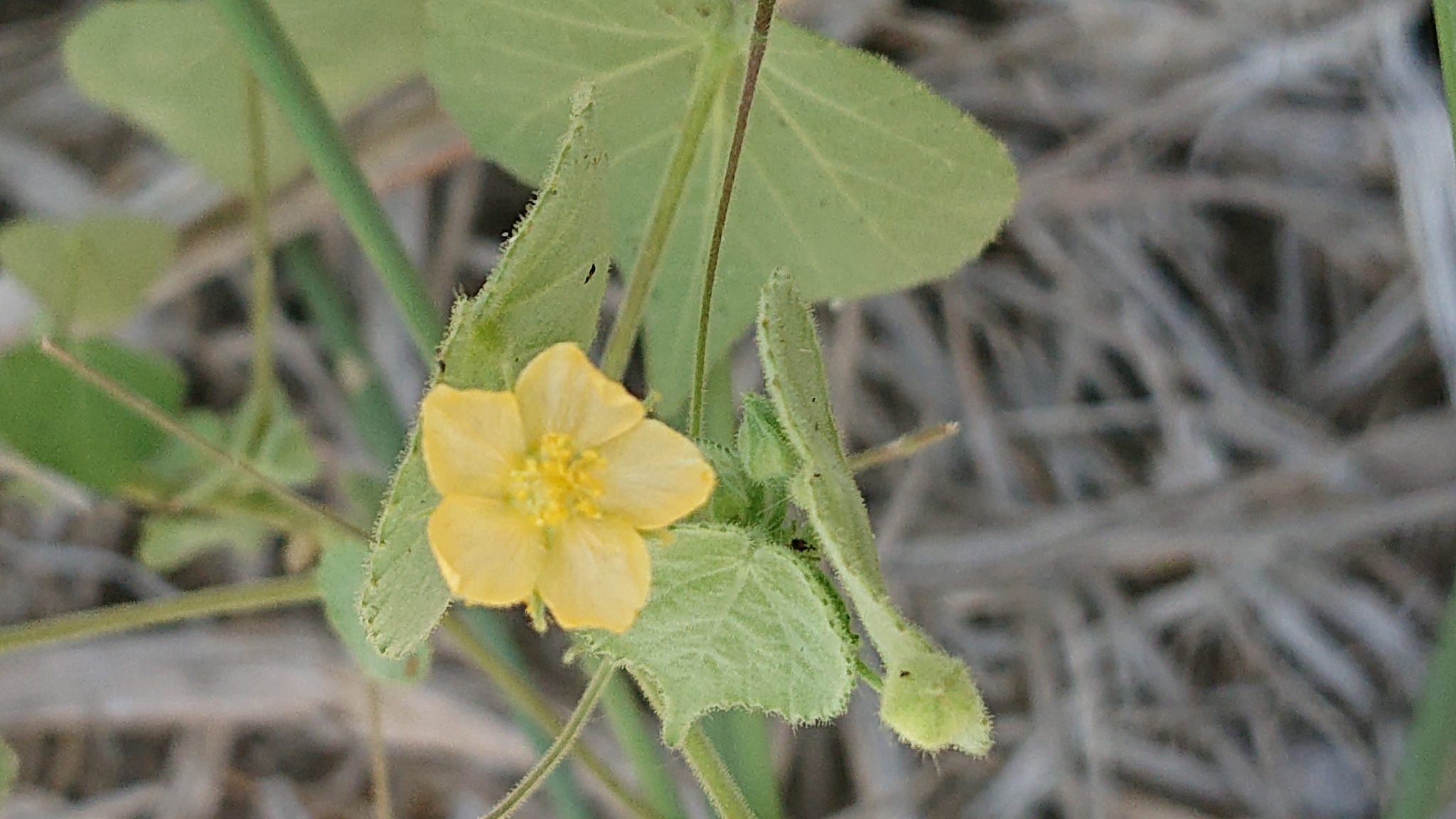 Abutilon viscosum image