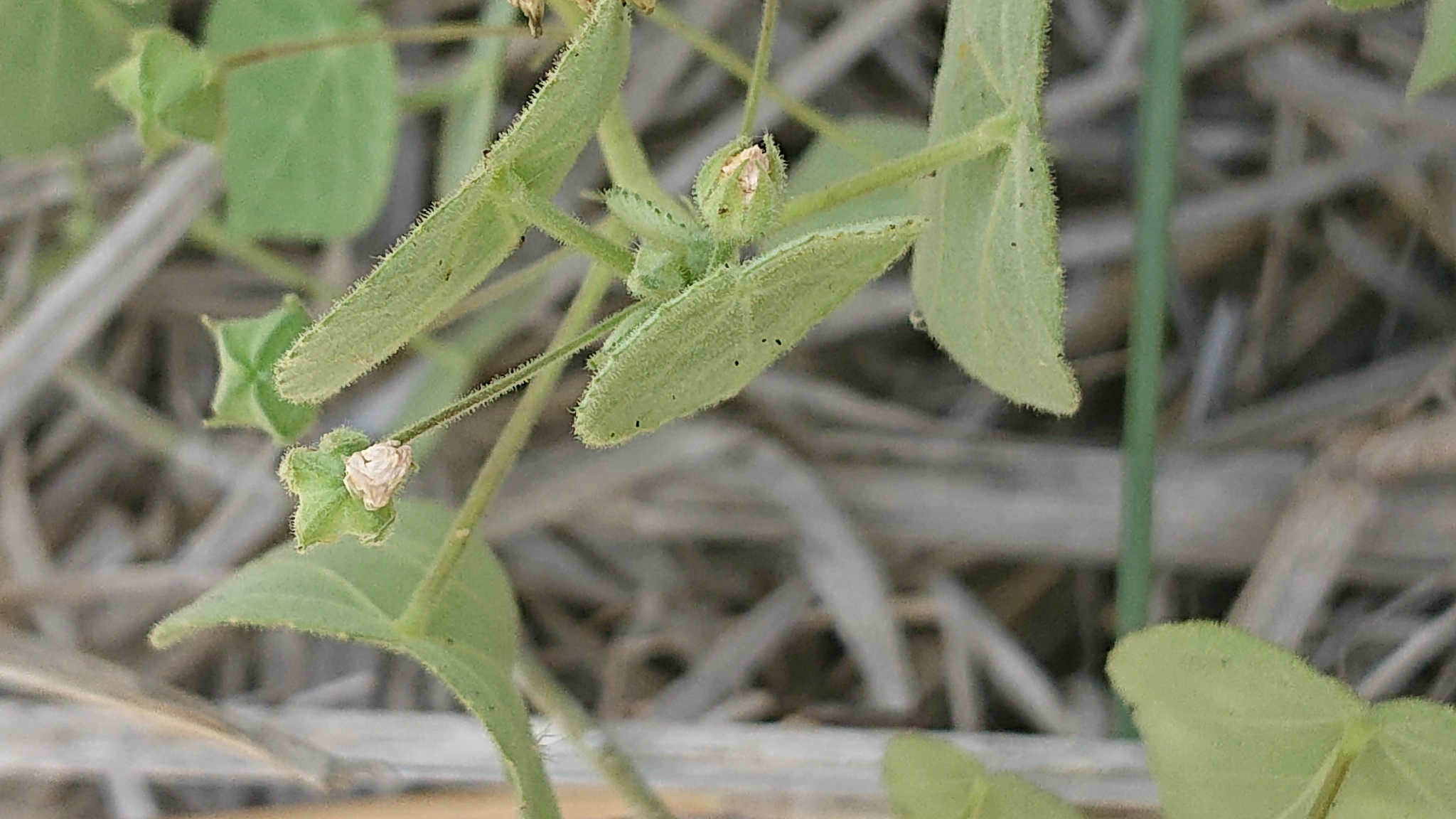 Abutilon viscosum image