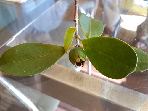 Psidium cattleyanum iNat (3)