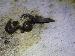 Oxychilus draparnaudi